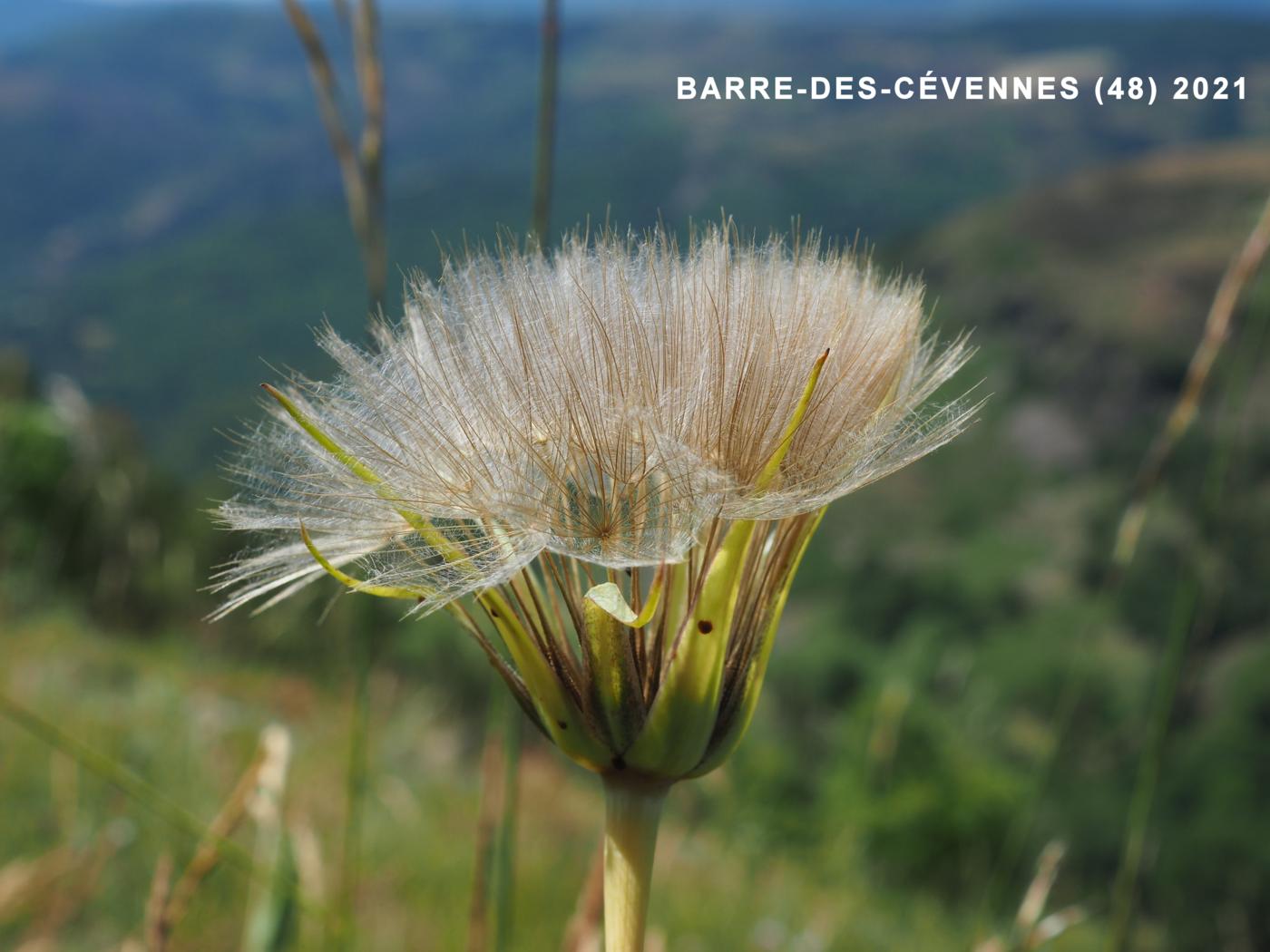 Salsify fruit